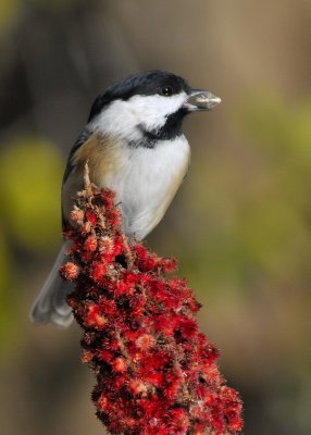 Black Capped Chickadee