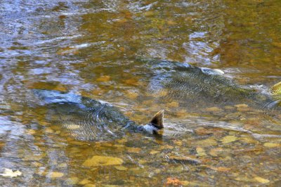 Salmon in the creek