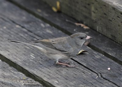 Junco