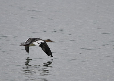 Red Breasted Merganser female