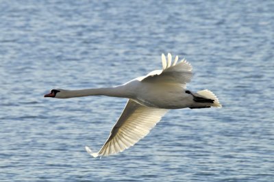 Mute Swan in flight