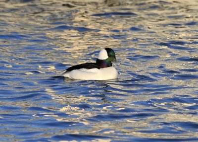 Bufflehead male