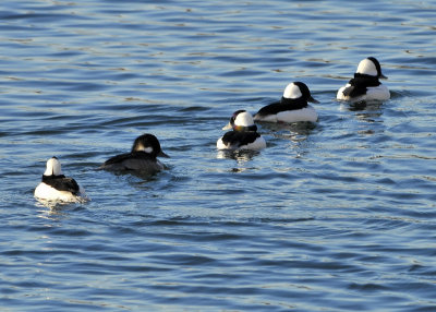 Buffleheads