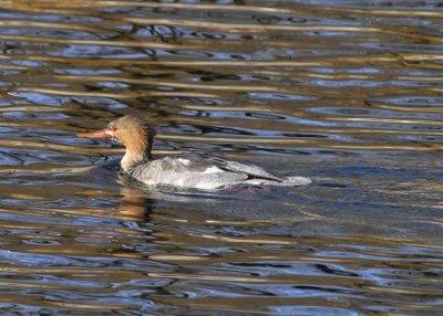 Red Breasted Merganser female