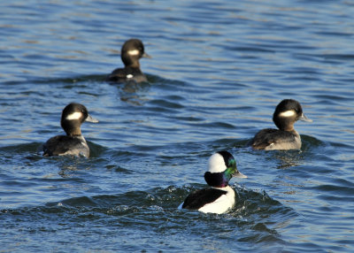 Buffleheads