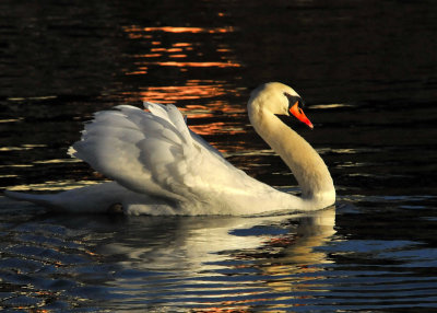 Mute Swan