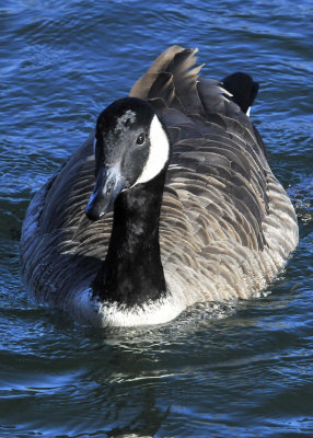 Canada Goose