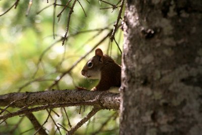Squirrel, Algonquin National Park (Canada)