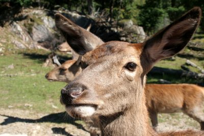Deer at Omega Parc (Canada)