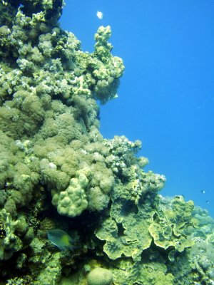 Red Sea Diving, Makady Bay