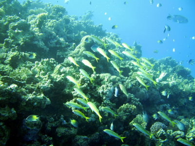 Red Sea Diving, Makady Bay
