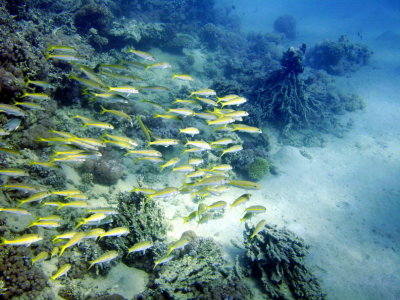 Red Sea Diving, Makady Bay (Egypt)
