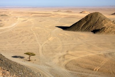 Lonely Tree in the Desert, Hurghada