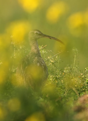 hidden-beauty.jpg