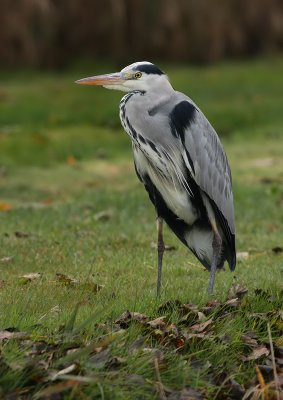 blreiger1.jpg