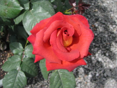 A ROSE 2.JPG