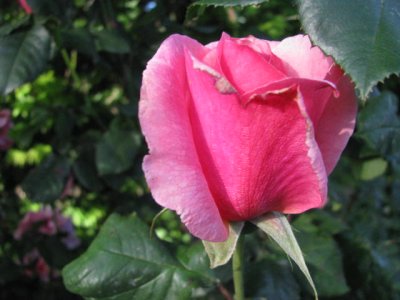 A ROSE 7.JPG