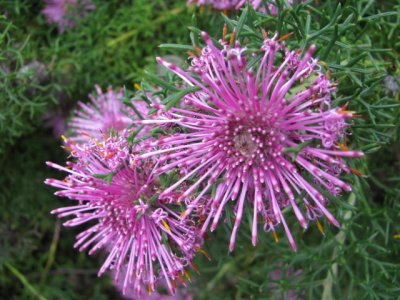 Australian Wildflowers