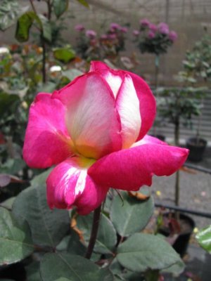 A ROSE 3.JPG