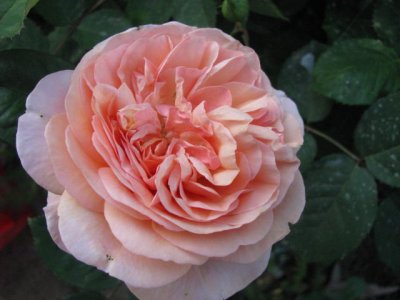 A ROSE 5.JPG