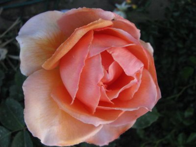 A ROSE 4.JPG
