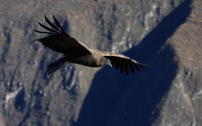 Condor in Canyon Colca