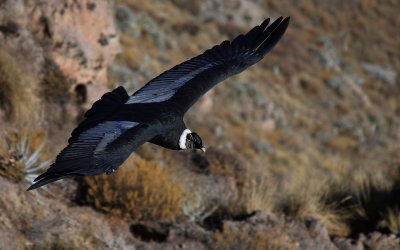 Condor in Canyon Colca