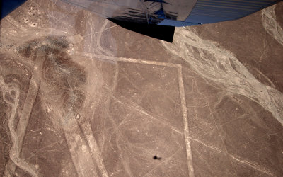 Nazca Lines - Whale