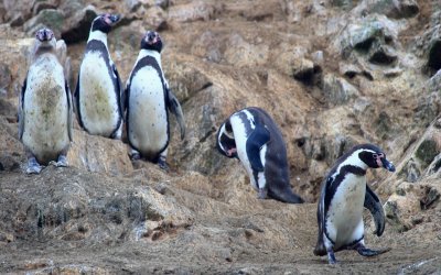 Pinguins, Ballestas Islands