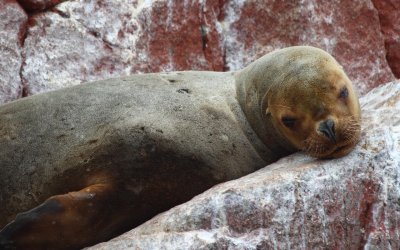 Ballestas Islands