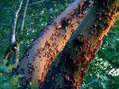 madrone detail