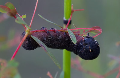 Unidentified Louisiana Caterpillar