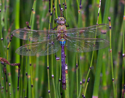 Common Green Darner