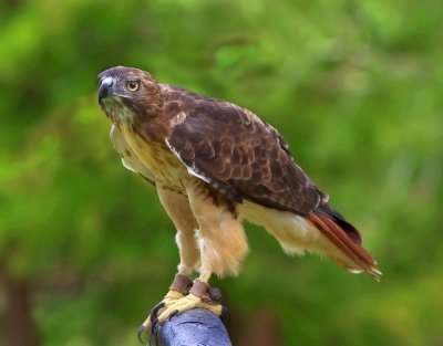 The Falconer's prize -  Red tailed hawk