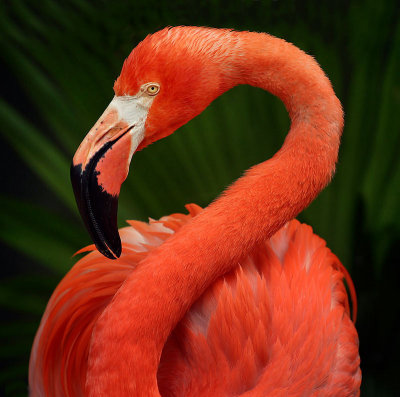 Flamingo at the Audubon Zoo - New Orleans