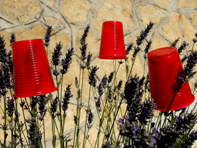 Red glasses on lavender