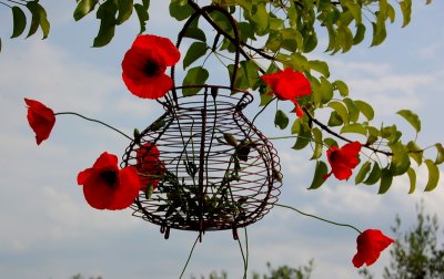 Poppies