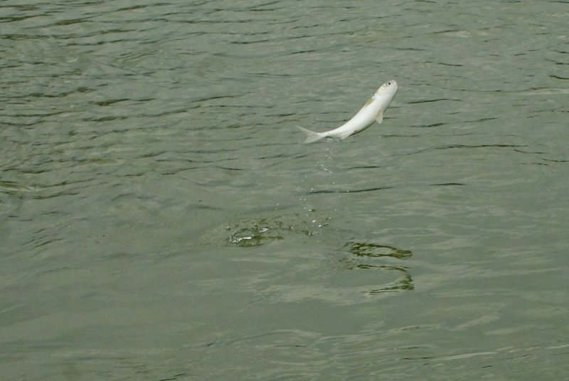 Oct 23   Why do fish jump?