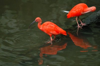 Nov 10  Scarlet Ibis