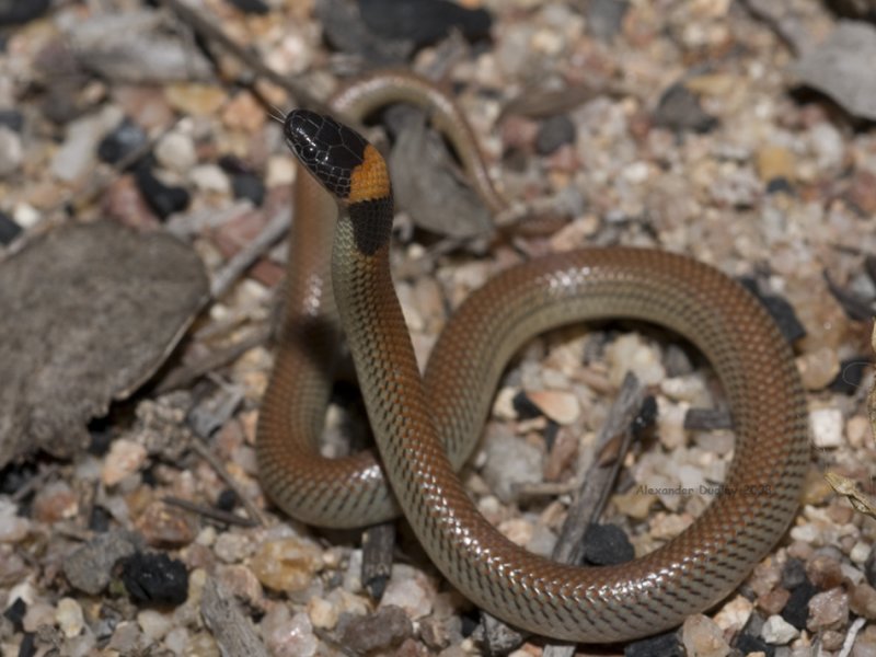 Red-naped snake, Furina diadema