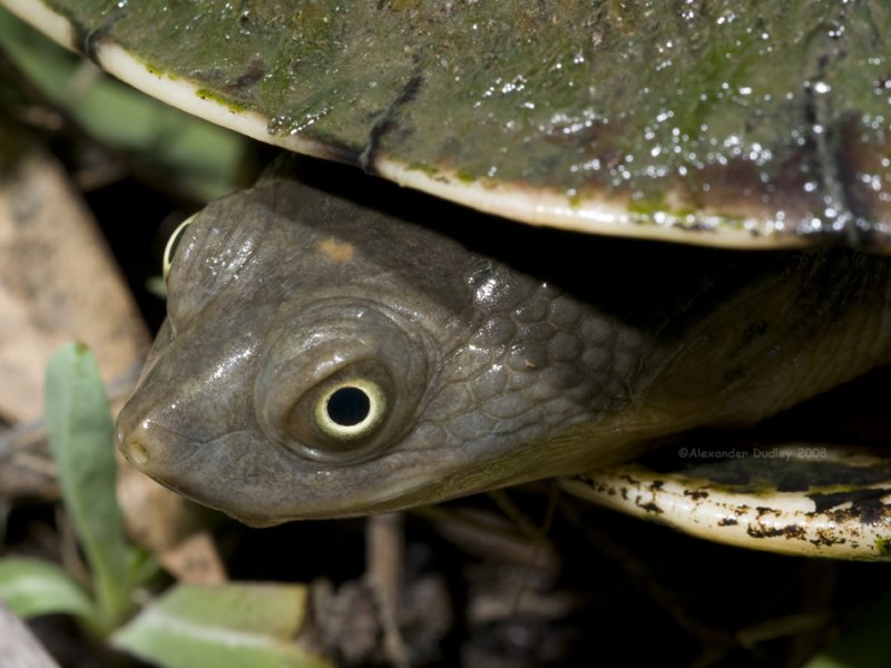 Eastern long-necked turtle