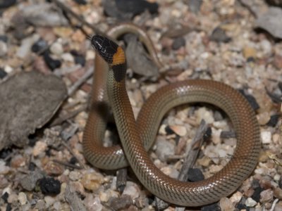 Red-naped snake, Furina diadema