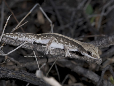 Stone Gecko, Diplodactylus vittatus
