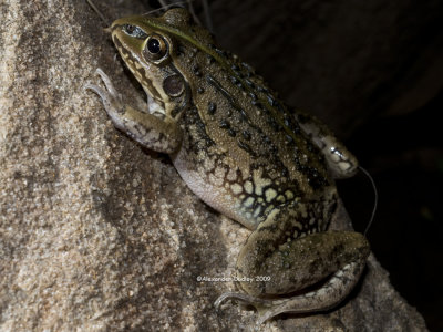 Striped Burrowing Frog Cyclorana alboguttata