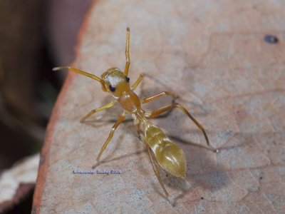 Green ant mimic, Salticidae, Myrmarachne