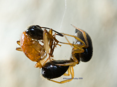 Ant Slayer Spider Euryopis umbilicata