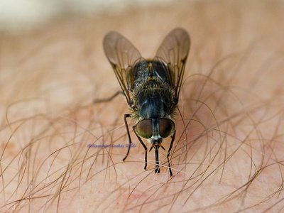 Biting fly, Tabanidae