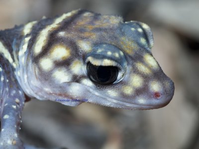 Thick-tailed Gecko, Underwoodisaurus millii