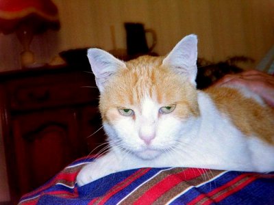 Arthur, chat fétiche de la Tour du 1 Avenue Guynemer à Jurançon