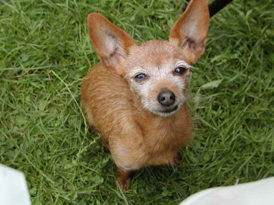 Fifi en 2002